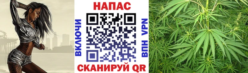 закладки  Владимир  Каннабис ГИДРОПОН 